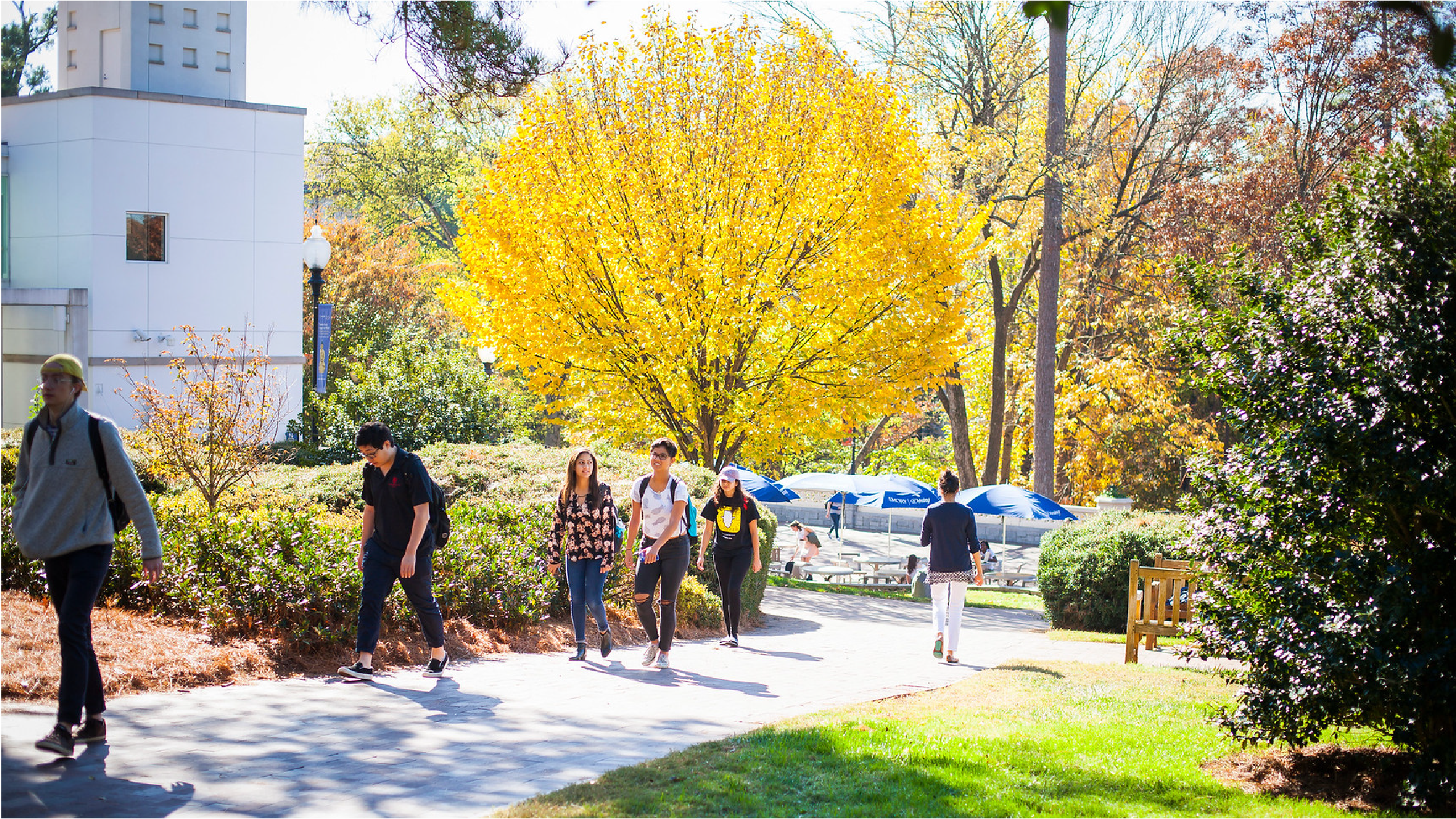 walking students in from of tree on campus 